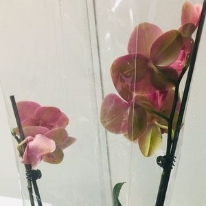 Meet your Posher, Tabitha